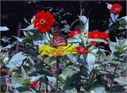 HughSlides1976-1977_69