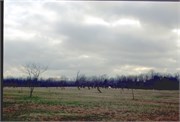 Shiloh1977_4