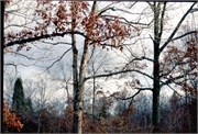 Shiloh1977_6