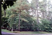 BarrowsDalton1977_4