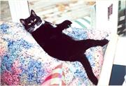 MissKitty