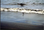 IsleOfPalms1995_33