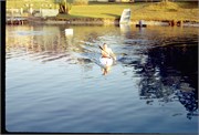 VortexSprings1997_19