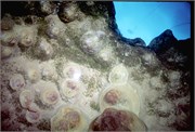 VortexSprings1997_9