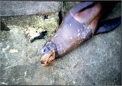 BartholomewIsland1998_5