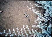 BartholomewIsland_3