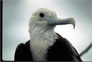 0-GalapagosBirds_1