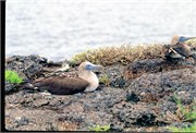 0-GalapagosBirds_2