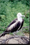 0-GalapagosBirds_3