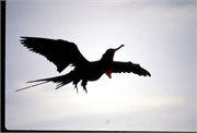 0-GalapagosBirds_4