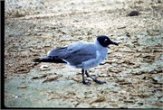 0-GalapagosBirds_6