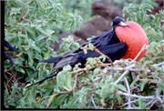 0-GalapagosBirds_7
