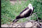 0-GalapagosBirds_8