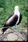 0-GalapagosBirds_9