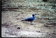 GalapagosBirds_1