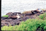 GalapagosBirds_2
