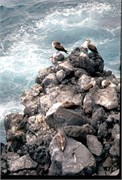 GalapagosBirds_3