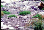 GalapagosBirds_4