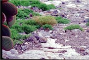 GalapagosBirds_5