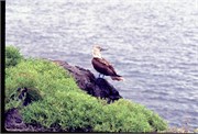 GalapagosBirds_6