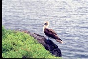 GalapagosBirds_7