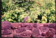 GalapagosBirds_9