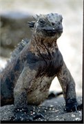 Galapagos1998_1
