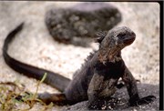 Galapagos1998_11