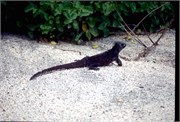 Galapagos1998_12