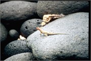 Galapagos1998_14