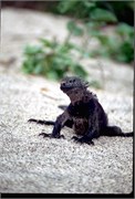 Galapagos1998_15
