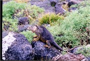 Galapagos1998_2