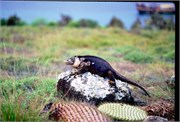 Galapagos1998_21