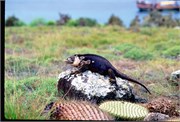 Galapagos1998_23