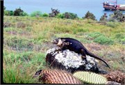 Galapagos1998_24