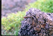 Galapagos1998_26