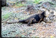 Galapagos1998_27