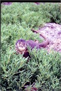 Galapagos1998_3
