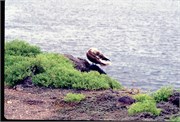 Galapagos1998_31