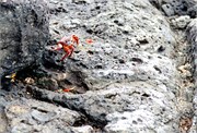 Galapagos1998_33