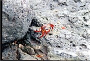Galapagos1998_34