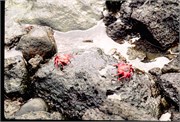 Galapagos1998_35