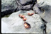 Galapagos1998_38