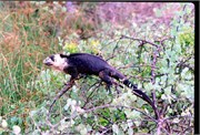 Galapagos1998_4