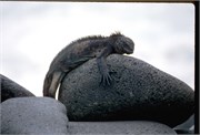 Galapagos1998_5