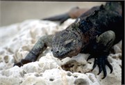 Galapagos1998_6