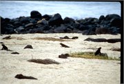 Galapagos1998_7