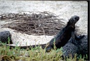 Galapagos1998_8