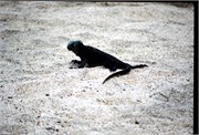 Galapagos1998_9