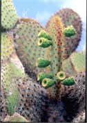 GalapagosScenery_13